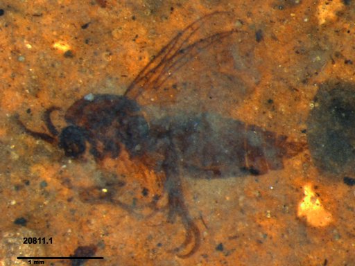 Diptera