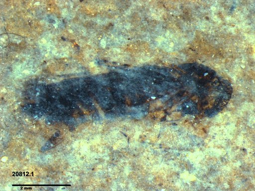 Genus sp