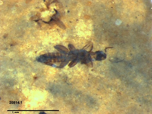Genus sp