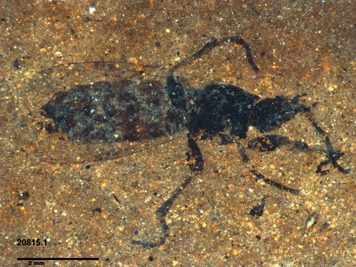 Genus sp