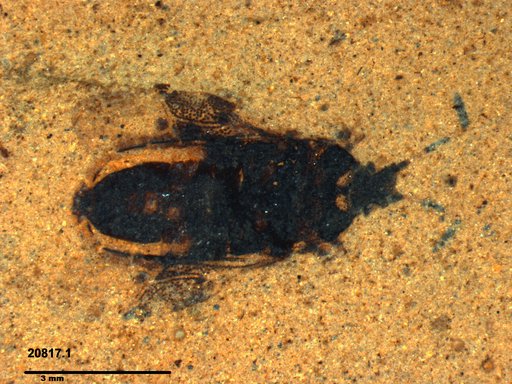 Genus sp