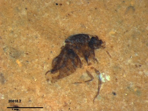 Diptera
