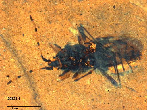 Genus sp