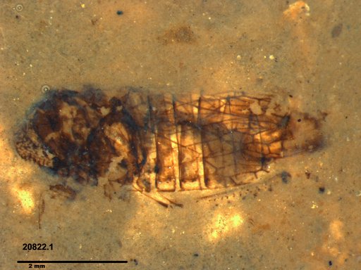 Genus sp