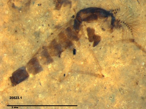 Chaoboridae