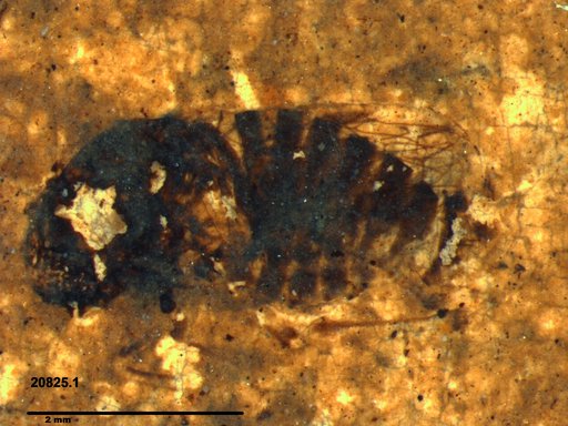 Genus sp