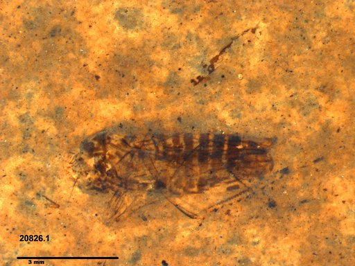 Genus sp