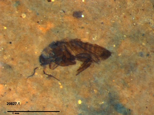 Genus sp