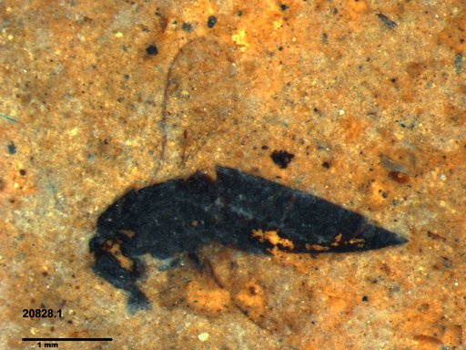 Genus sp