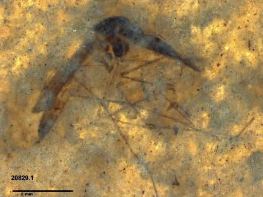 Genus sp