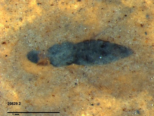 Genus sp