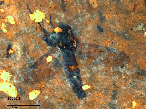 Genus sp