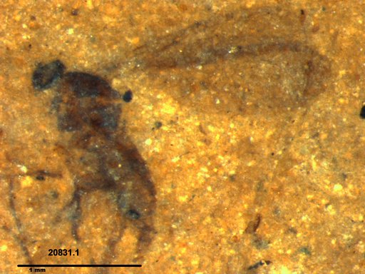 Diptera
