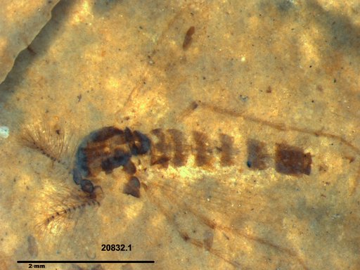 Chaoboridae
