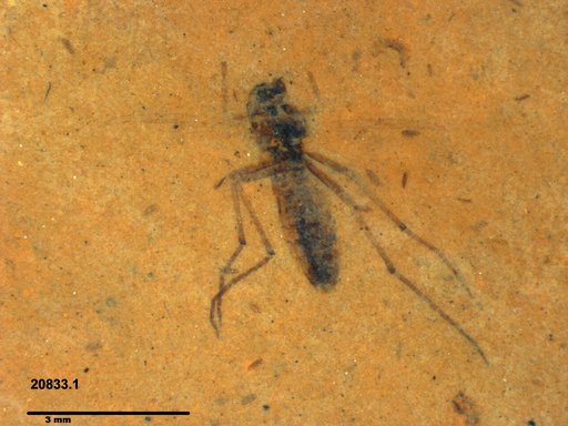 Diptera