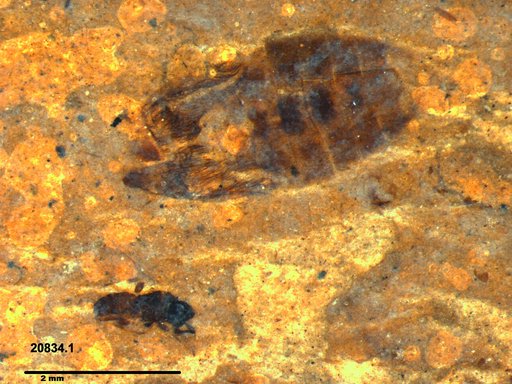 Genus sp