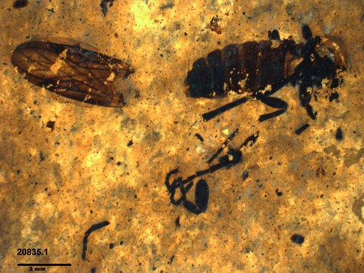 Genus sp