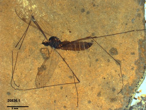 Diptera