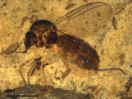 Diptera