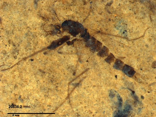 Chaoboridae