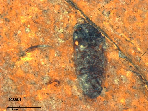 Corixidae