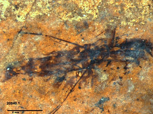 Notonectidae