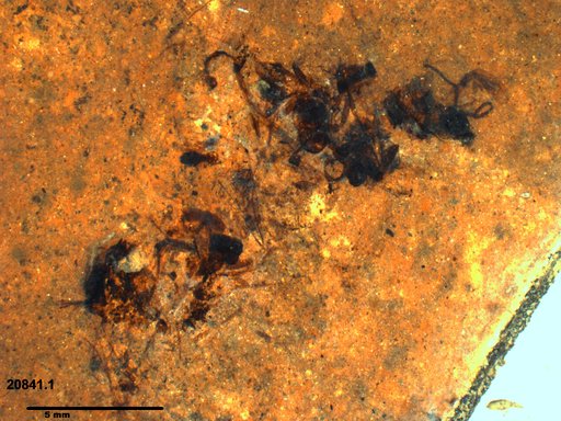 Genus sp