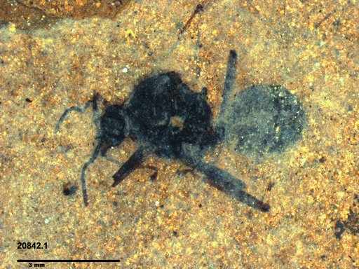 Formicidae
