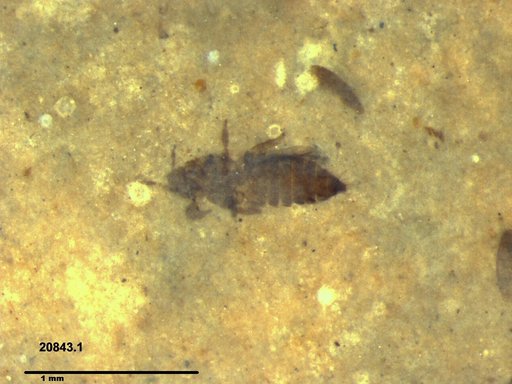 Genus sp
