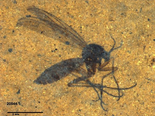 Genus sp