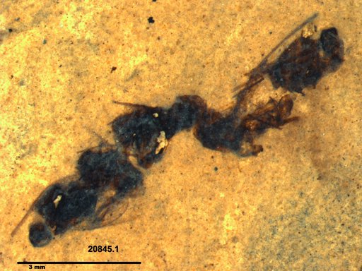 Genus sp