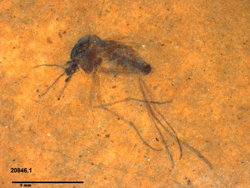 Genus sp