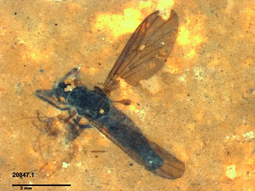 Genus sp