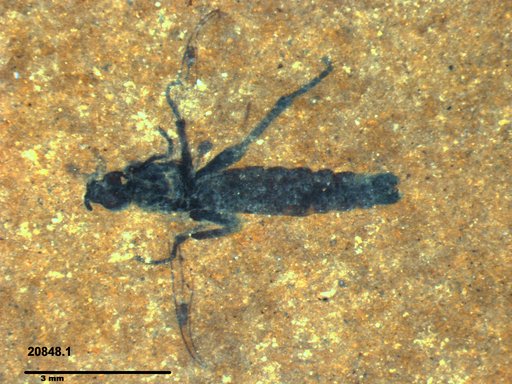 Genus sp