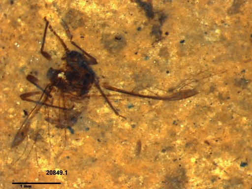 Aphididae