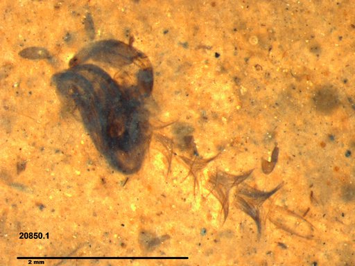 Chaoboridae