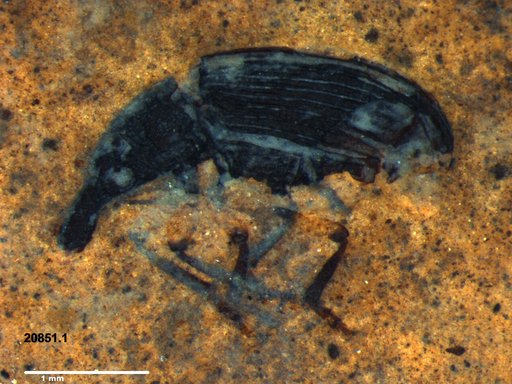 Genus sp