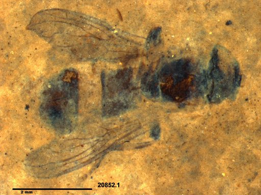 Diptera