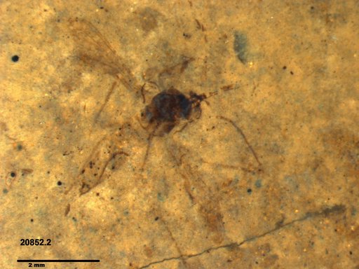 Genus sp