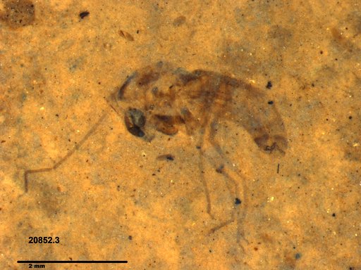 Diptera