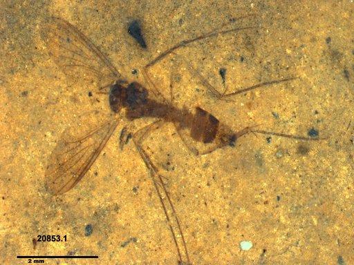 Mycetophilidae