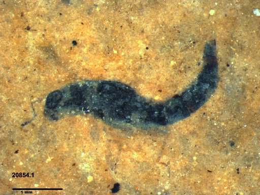 Genus sp