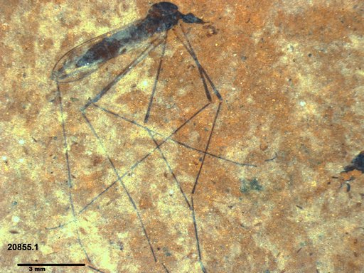 Diptera