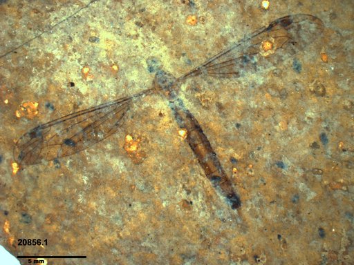 Diptera