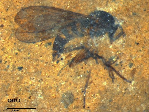 Diptera