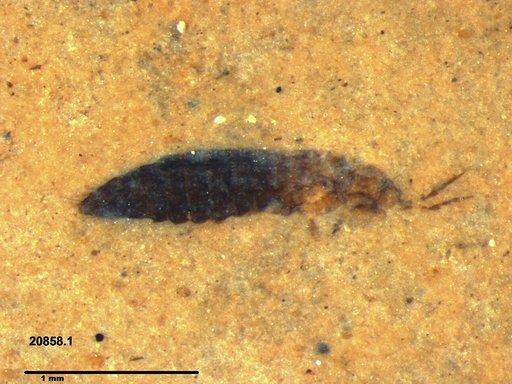 Genus sp