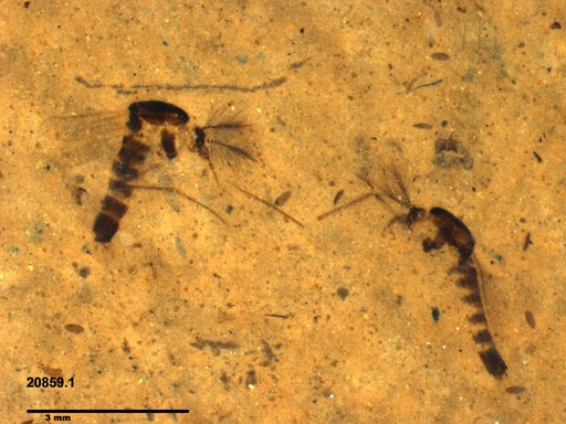 Chaoboridae