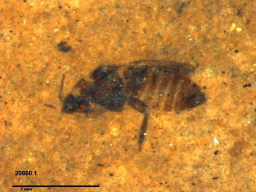 Genus sp