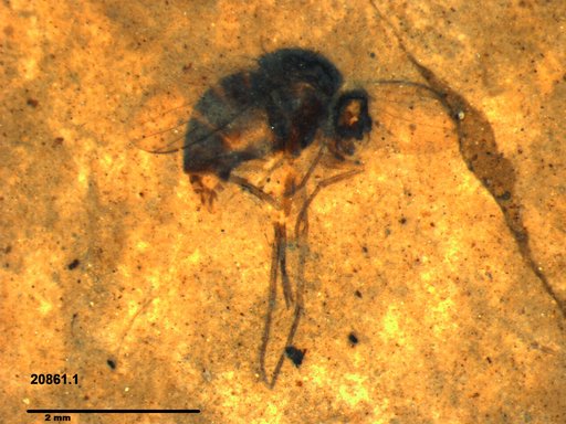 Diptera