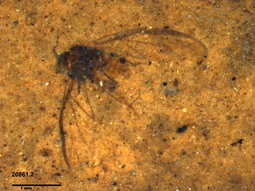 Aphididae